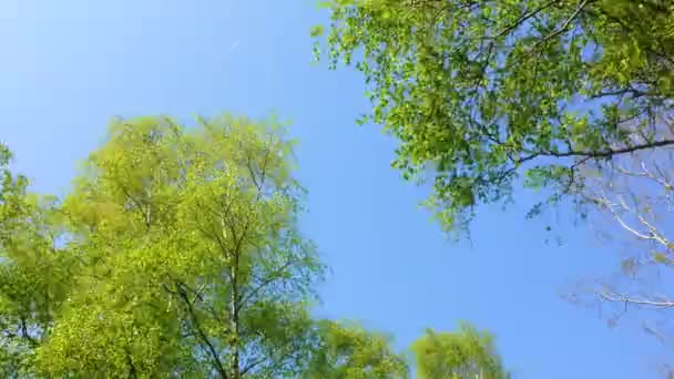 Гілки Рослини Блакитним Небом Фоні Лехергейде Бремергафену Німеччина — стокове відео