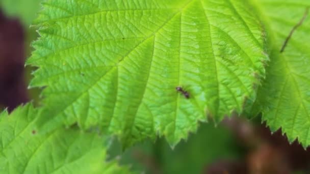 Zwarte Mieren Klimmen Takken Bladeren Plant Leherheide Bremerhaven Bremen Duitsland — Stockvideo