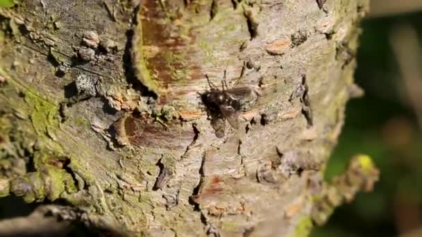 ブラックフライハエ昆虫はリーハイドブレマーヘブンブレーメンドイツの樹皮表面に座っています — ストック動画