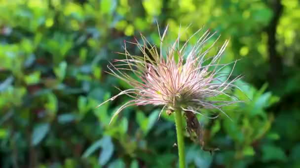 Prickly Long Thin Threads Flower Garden Leherheide Bremerhaven Bréma Németország — Stock videók
