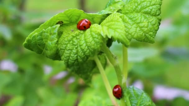 Red Ladybugs Insect Green Plant Leherheide Bremerhaven Bremen Germany — Stock Video