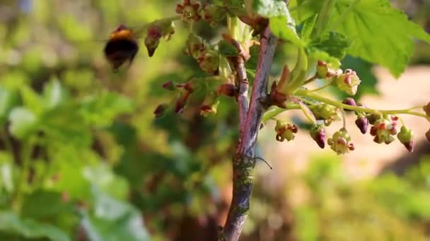Bumblebee Voa Poliniza Flores Primavera Leherheide Bremerhaven Bremen Alemanha — Vídeo de Stock