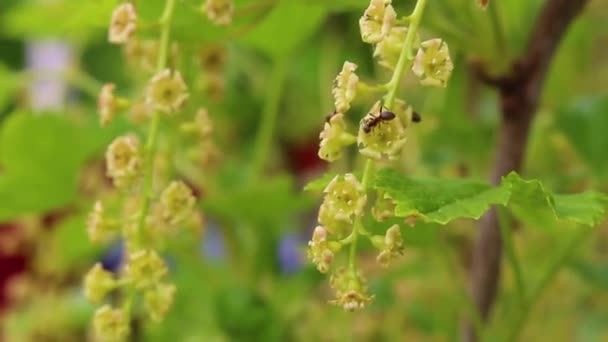 Hormigas Negras Trepan Sobre Ramas Hojas Planta Leherheide Bremerhaven Bremen — Vídeos de Stock