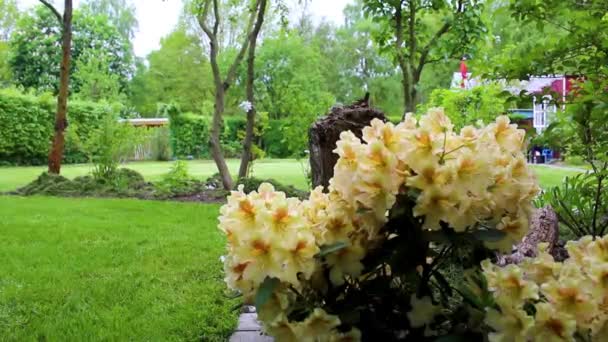 Narancs Sárga Krém Fehér Rododendron Virágok Virágoznak Nőnek Kertben Leherheide — Stock videók