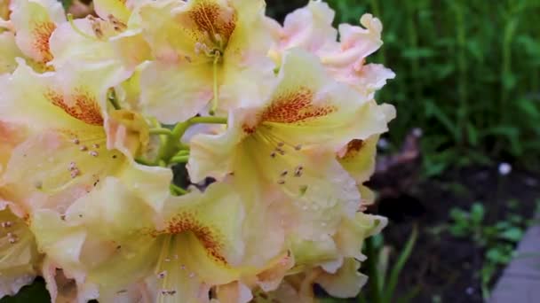 Laranja Amarelo Creme Branco Flores Rododendro Florescer Crescer Jardim Leherheide — Vídeo de Stock