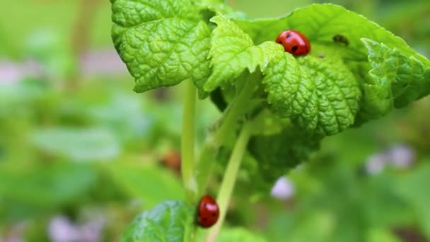 Red Πασχαλίτσες Εντόμων Πράσινο Φυτό Στο Leherheide Bremerhaven Bremen Γερμανία — Αρχείο Βίντεο