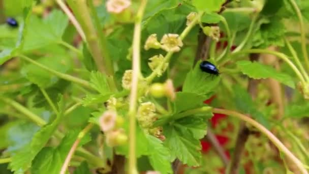 Insecte Scarabée Bleu Métallique Sur Feuille Plante Jardin Leherheide Bremerhaven — Video