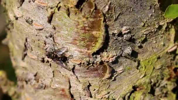 ブラックフライハエ昆虫はリーハイドブレマーヘブンブレーメンドイツの樹皮表面に座っています — ストック動画