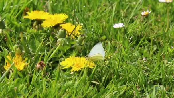 Kleiner Weißer Gelber Schmetterling Sitzt Auf Der Löwenzahngrünen Wiese Leherheide — Stockvideo