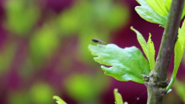 リーハイドブレマーヘイブンブレーメンの庭の植物の葉のフライ昆虫 ドイツ — ストック動画