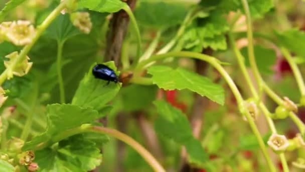 Insecto Escarabajo Azul Metálico Hoja Planta Jardín Leherheide Bremerhaven Bremen — Vídeo de stock