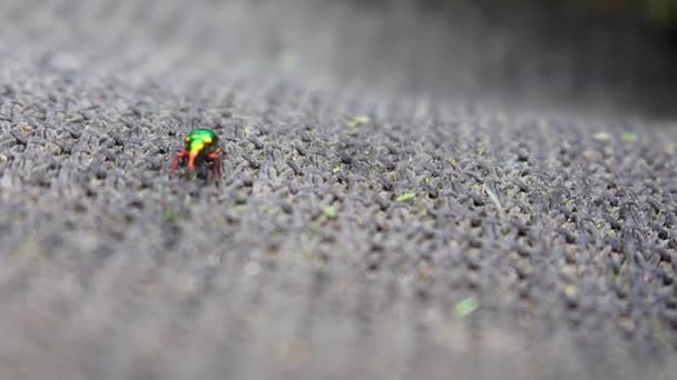 Escarabajo Verde Metálico Sobre Tela Leherheide Bremerhaven Bremen Alemania — Vídeo de stock