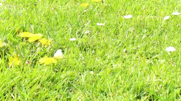 Маленькая Белая Желтая Бабочка Сидит Одуванчике Зеленого Луга Бремерхафен Бремен — стоковое видео