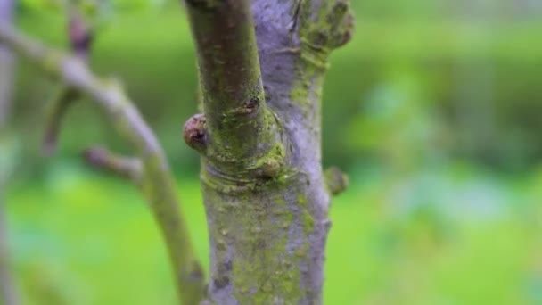 Formigas Negras Escalam Galhos Folhas Planta Leherheide Bremerhaven Bremen Alemanha — Vídeo de Stock