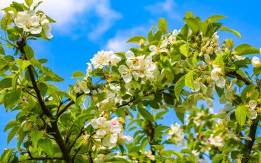 Leherheide Bremerhaven Bremen Almanya 'sında beyaz ve pembe kokulu taze elma ağacı ve armut ağacı çiçekleri.