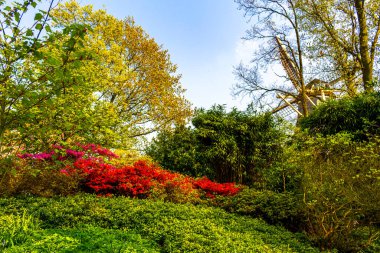 Avrupa 'daki Güney Hollanda Hollanda' da, Keukenhof Lisse 'de baharda güzel ağaçlar çalı ve çalılar.