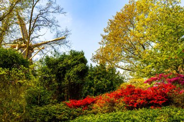 Avrupa 'daki Güney Hollanda Hollanda' da, Keukenhof Lisse 'de baharda güzel ağaçlar çalı ve çalılar.