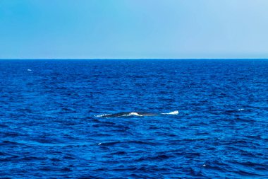 Mirissa Sahili Matara Bölgesi Güney Sri Lanka 'da denizin yüzeyindeki mavi balina..