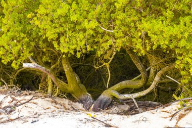 Playa del Carmen Quintana Roo Meksika 'da tropik Meksika Karayip plajı bitkileri, orman ormanlarında köknar ağaçları, mavi gökyüzü ve kumsal kumları..