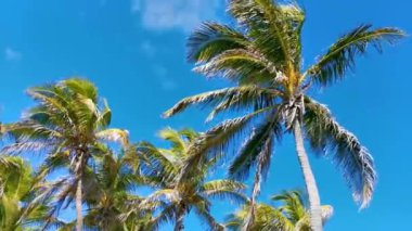 Amazing landscape panorama view with palm trees blue sky and the natural tropical beach and the forest on the beautiful island of Contoy in Quintana Roo Mexico.