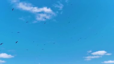 Fregat bird birds flock are flying around with blue sky background above the natural tropical beach on the beautiful island of Contoy in Quintana Roo Mexico.