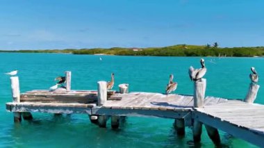 Pelicans pelican and seagulls bird birds on port of the Isla Contoy island harbor with turquoise blue water in Quintana Roo Mexico.