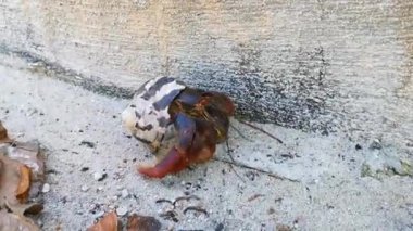 Büyük keşiş yengeci Cancun Quintana Roo Mexico 'daki Isla Contoy adasında kumsalda sürünür..