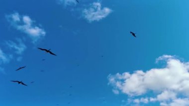 Fregat kuş sürüsü, Quintana Roo Mexico 'daki güzel Contoy adasının doğal tropik plajının üzerinde mavi gökyüzü arka planıyla uçuyor..