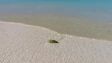 Güzel yeşil kabuklu midyeler kumsalda kum ve turkuaz deniz Cancun Quintana Roo Mexico 'daki Isla Contoy adasında.