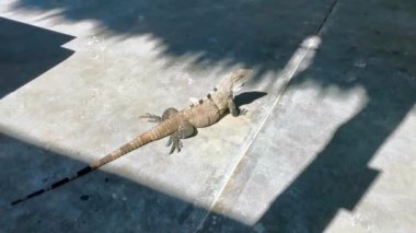 Huge Iguana gecko animal on the ground on the beautiful paradise island isla contoy in Mexico.