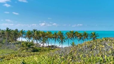 Turkuaz mavi palmiye ağaçları mavi gökyüzü ve doğal tropikal plaj ve orman ormanı ile Quintana Roo Mexico 'daki Contoy adasının muhteşem manzara manzarası..