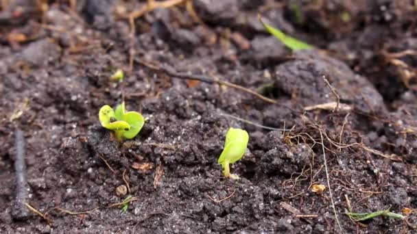 Garden Beds Soil Young Sprouts Plants Leherheide Bremerhaven Bréma Németország — Stock videók