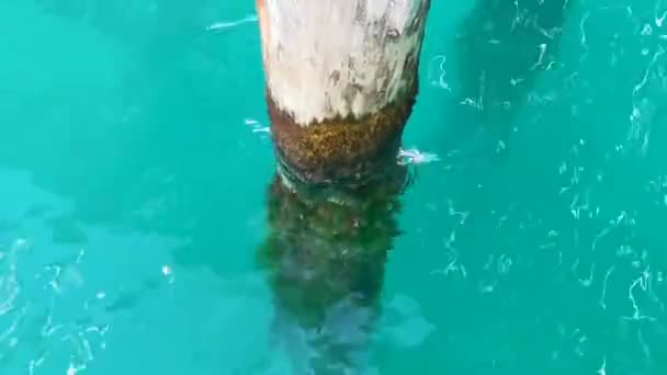 カンクン クインタナ メキシコのアイラ ムジャレス島のターコイズ水に覆われた木製の棒の山 — ストック動画