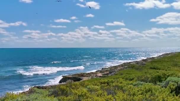 Птахи Фрегати Літають Навколо Блакитного Фону Неба Над Тропічним Пляжем — стокове відео