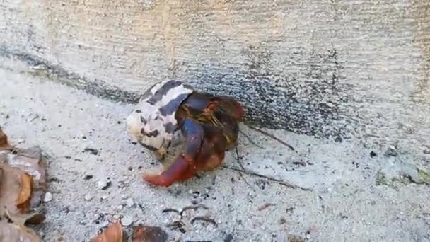 墨西哥坎昆金塔纳罗奥岛 一只大型的寄居蟹在沙滩上爬行 — 图库视频影像