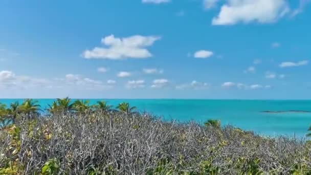 Turkuaz Mavi Palmiye Ağaçları Mavi Gökyüzü Doğal Tropikal Plaj Orman — Stok video