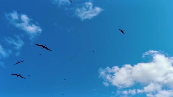 Fregat Птиц Стаи Летают Вокруг Голубым Небом Фоне Над Природным — стоковое видео
