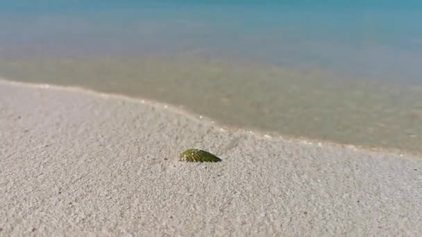 Prachtige Groene Schelpen Schelp Mossel Strand Zand Turquoise Zee Isla — Stockvideo