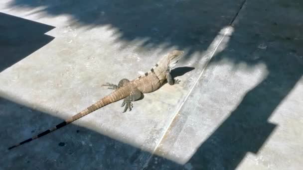 Huge Iguana Gecko Animal Ground Beautiful Paradise Island Isla Contoy — Stock Video