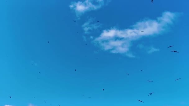 Fregat Pássaro Pássaros Rebanho Estão Voando Redor Com Fundo Azul — Vídeo de Stock