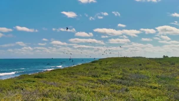 Fregat Bird Birds Flock Flying Blue Sky Background Natural Tropical — Video
