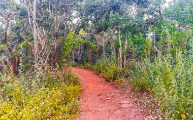 Punta ve Playa Cometa 'da yürüyüş güzergahı üzerinde dalgalar uçurumları, dağ tepeleri, kayalar, tropikal doğa ormanı manzarası Mazunte Oaxaca Meksika manzarası..