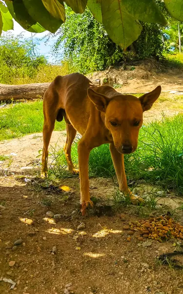 Hambriento Perro Callejero Come Comida Para Perros Afuera Mazunte Oaxaca Fotos De Stock