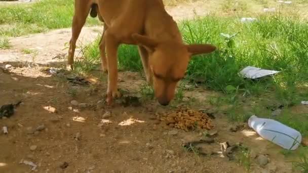 Hungrig Herrelös Hund Äter Hundmat Utomhus Mazunte Oaxaca Mexiko — Stockvideo