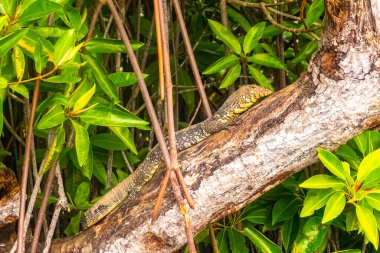 Large monitor lizard in tropical jungle nature in Bentota Beach Galle District Southern Province Sri Lanka. clipart