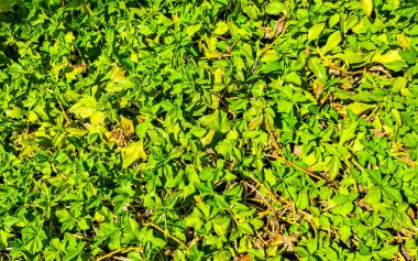 Zicatela Puerto Escondido Oaxaca Meksika 'da yeşil çimen tırmanma bitkileri dokusu tropikal desen.