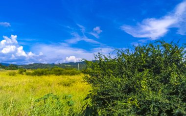 Mazunte Oaxaca Meksika 'daki tropikal orman dağlarını ve kırsal araziyi geç..