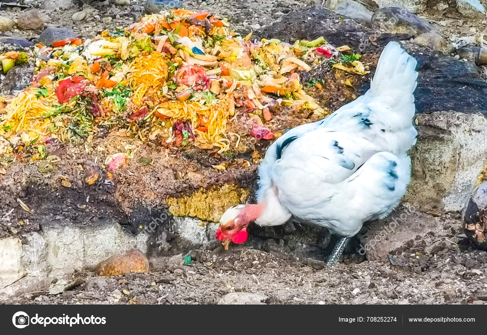 Rooster Hens Chickens Nature Farm Zicatela Puerto Escondido Oaxaca ...