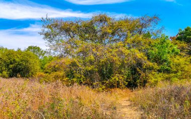 Tropik orman palmiyeleri Zicatela Puerto Escondido Oaxaca Meksika 'da palmiye ağaçları diker..