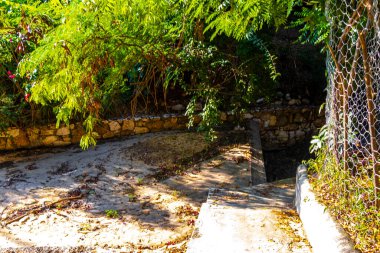 Tropik orman palmiyeleri Zicatela Puerto Escondido Oaxaca Meksika 'da palmiye ağaçları diker..